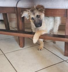 Found/Stray Male Dog last seen North star and galaxys street, Victorville, CA 92392