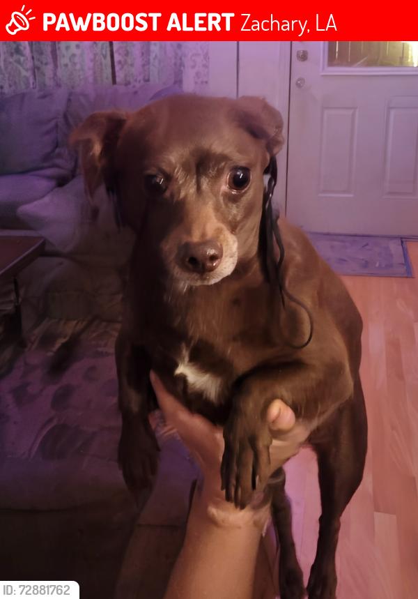 Lost Male Dog last seen Pride Port Hudson Rd. Or Vernon Dr area, Zachary, LA 70791