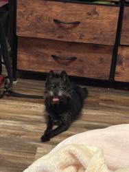 Lost Male Dog last seen New york and Timberview, Arlington, TX 76014
