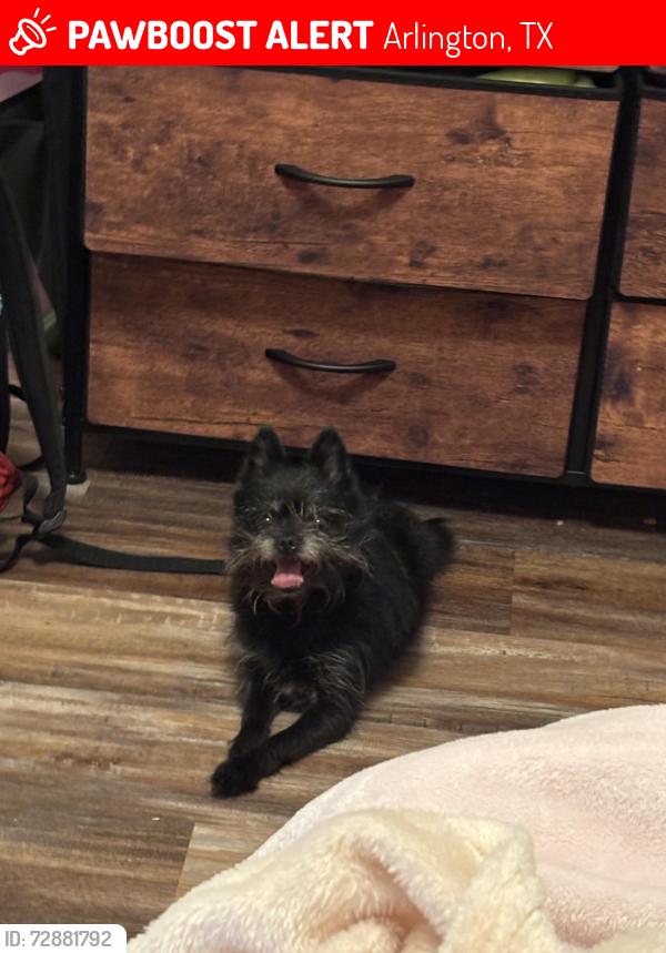 Lost Male Dog last seen New york and Timberview, Arlington, TX 76014