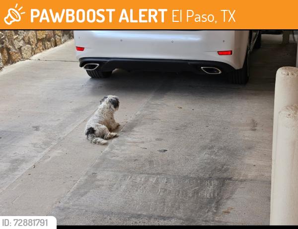 Found/Stray Unknown Dog last seen Robert Wynn, El Paso, TX 79936