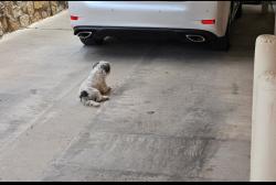 Found/Stray Unknown Dog last seen Robert Wynn, El Paso, TX 79936