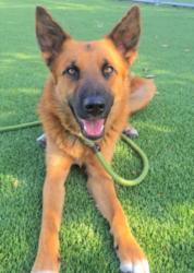 Shelter Stray Female Dog last seen , Los Angeles, CA 90031