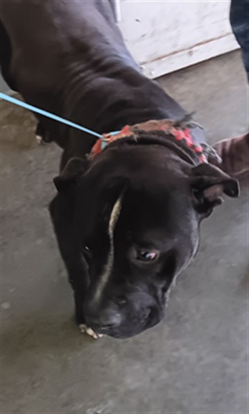 Shelter Stray Male Dog last seen , Los Angeles, CA 90047