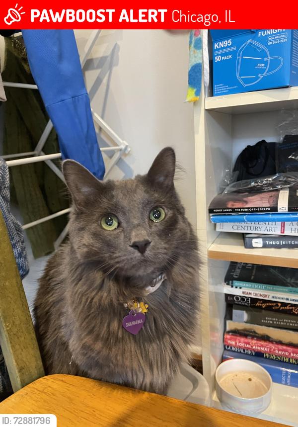 Lost Female Cat last seen Roscoe and Seeley Ave , Chicago, IL 60618