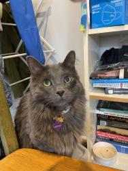 Lost Female Cat last seen Roscoe and Seeley Ave , Chicago, IL 60618
