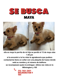 Lost Female Dog last seen Wilmington y 105, Los Angeles, CA 90744