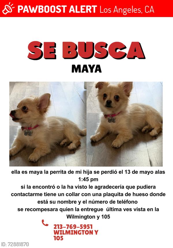 Lost Female Dog last seen Wilmington y 105, Los Angeles, CA 90744