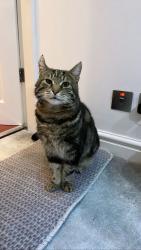 Lost Male Cat last seen Elm Drive/Sandy Lane intersection, Stretford, England M32 9DB