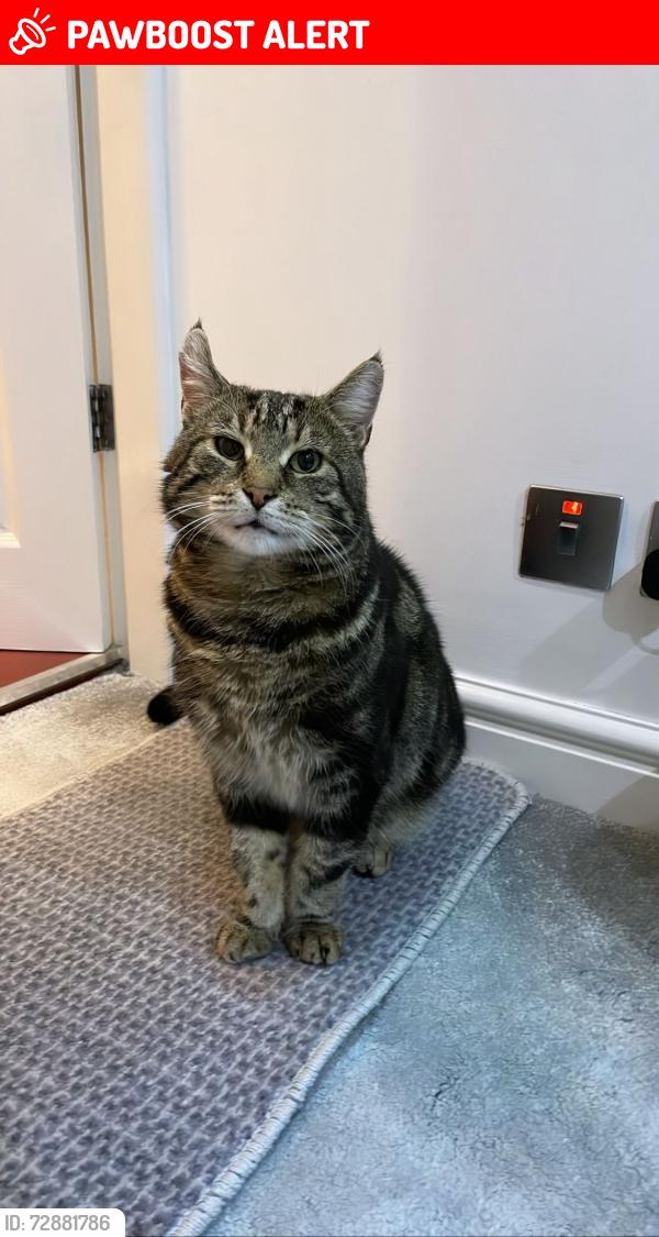 Lost Male Cat last seen Elm Drive/Sandy Lane intersection, Stretford, England M32 9DB