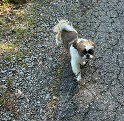 Lost Male Dog last seen Near Avon Avenue and Anchor Terrace, Atlanta, GA 30311
