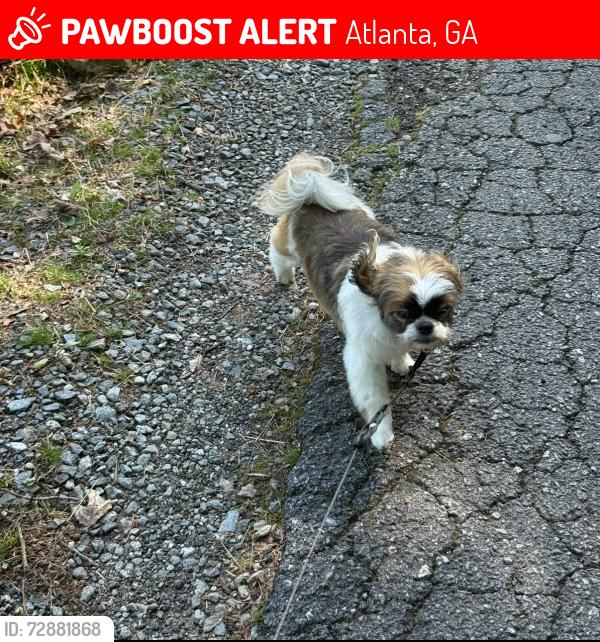 Lost Male Dog last seen Near Avon Avenue and Anchor Terrace, Atlanta, GA 30311