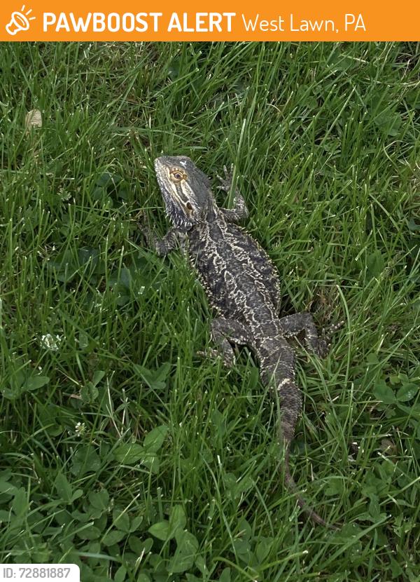 Found/Stray Unknown Reptile last seen Noble, West Lawn, PA 19609