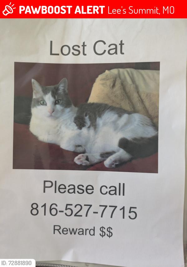 Lost Female Cat last seen Scherer Rd and Shelby Drive, Lee's Summit, MO 64081