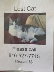 Lost Female Cat last seen Scherer Rd and Shelby Drive, Lee's Summit, MO 64081
