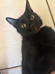 Lost Female Cat last seen Near sw32nd st, Cape Coral, FL 33914