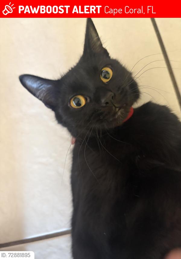 Lost Female Cat last seen Near sw32nd st, Cape Coral, FL 33914