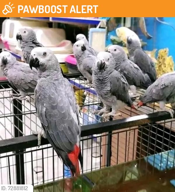 Found/Stray Unknown Bird last seen Near , Colorado Springs, CO 80932