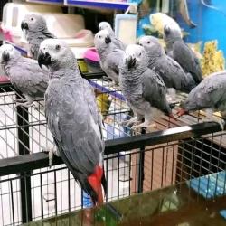 Found/Stray Unknown Bird last seen Near , Colorado Springs, CO 80932