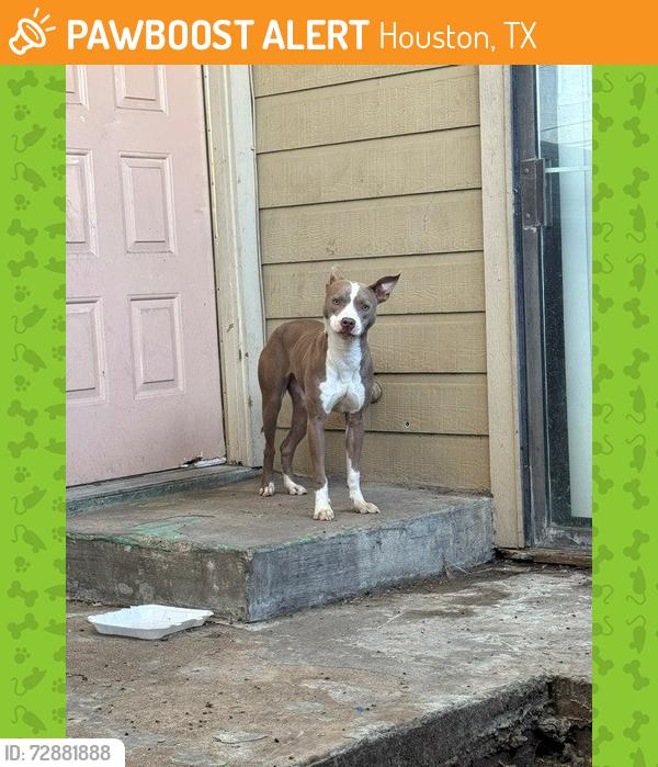 Found/Stray Female Dog last seen Westpark & Gessner, Houston, TX 77063