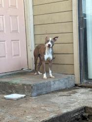 Found/Stray Female Dog last seen Westpark & Gessner, Houston, TX 77063