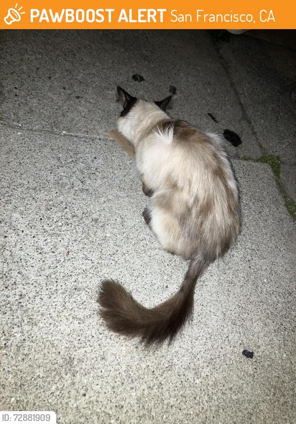 Found/Stray Unknown Cat last seen San Carlos and Sycamore, San Francisco, CA 94110