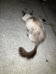 Found/Stray Unknown Cat last seen San Carlos and Sycamore, San Francisco, CA 94110