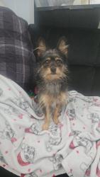 Reunited Male Dog last seen Near Pueblo Ave, Los Angeles, CA 90032, Los Angeles, CA 90032