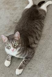 Lost Male Cat last seen Morgan Falls Road & Adair Lane (Sandy Springs Police Station), Sandy Springs, GA 30350