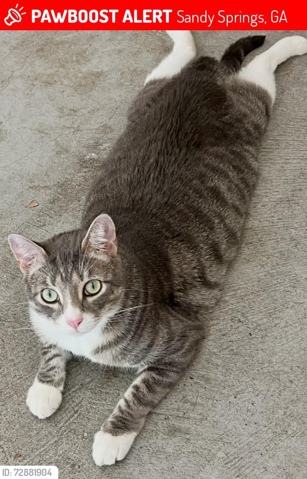 Lost Male Cat last seen Morgan Falls Road & Adair Lane (Sandy Springs Police Station), Sandy Springs, GA 30350
