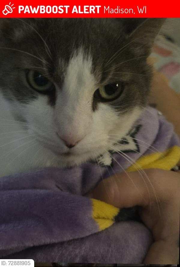 Lost Male Cat last seen Hayes st, independence ln, Madison, WI 53704