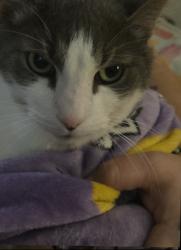 Lost Male Cat last seen Hayes st, independence ln, Madison, WI 53704