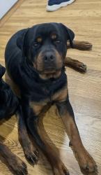 Reunited Male Dog last seen Lincoln , Toledo, OH 43606