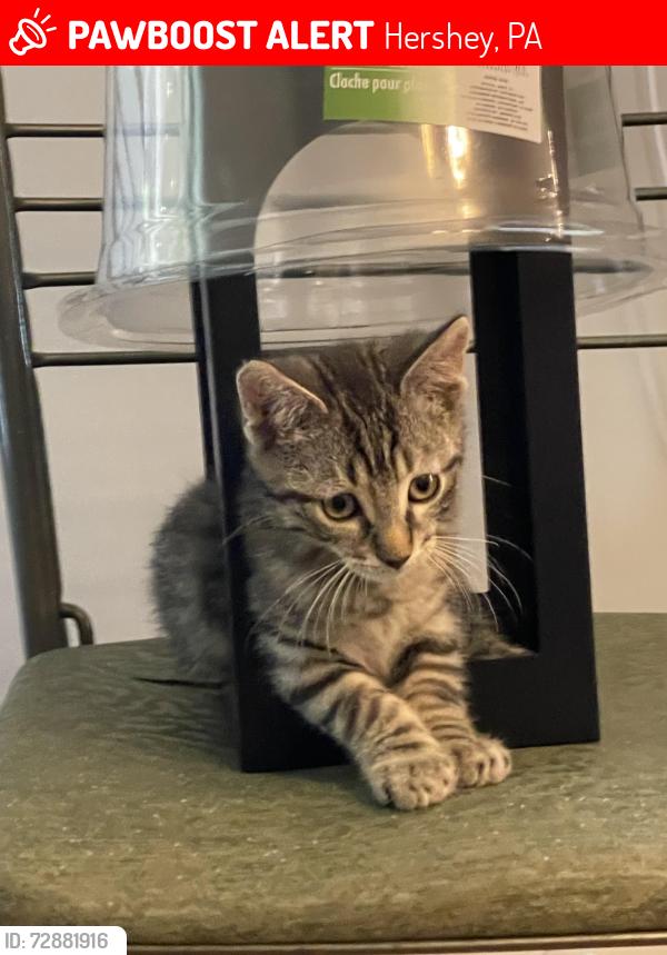 Lost Male Cat last seen Between Washington Ave and Wilson Ave, Hershey, PA 17033
