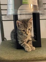 Lost Male Cat last seen Between Washington Ave and Wilson Ave, Hershey, PA 17033