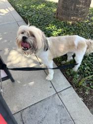 Found/Stray Male Dog last seen Westheimer/Crescent Park Dr, Houston, TX 77077