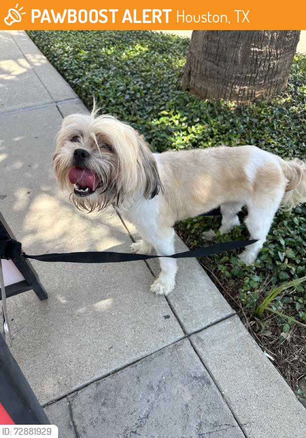 Found/Stray Male Dog last seen Westheimer/Crescent Park Dr, Houston, TX 77077