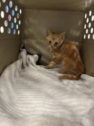 Shelter Stray Male Cat last seen Atlanta, GA 30331, Atlanta, GA 30336
