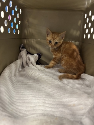 Shelter Stray Male Cat last seen Atlanta, GA 30331, Atlanta, GA 30336