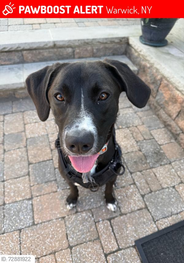 Lost Female Dog last seen Heading northeast from hickory hill golf course. She was heading northeast towards cascade road, Warwick, NY 10990