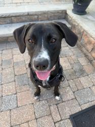 Lost Female Dog last seen Heading northeast from hickory hill golf course. She was heading northeast towards cascade road, Warwick, NY 10990