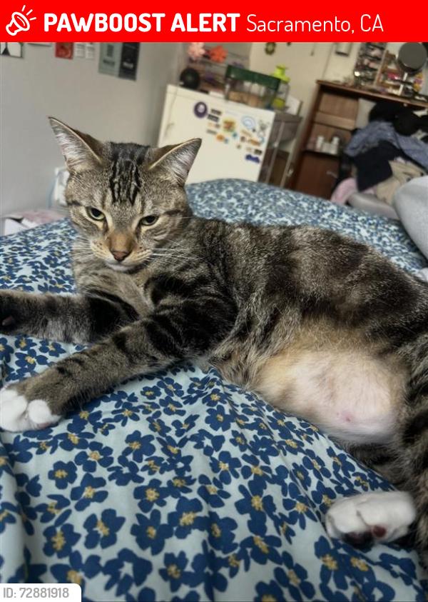 Lost Male Cat last seen G St and 27th, Sacramento, CA 95816