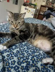 Lost Male Cat last seen G St and 27th, Sacramento, CA 95816