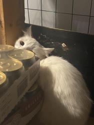 Found/Stray Unknown Cat last seen Huntington Dr, Spartanburg, Spartanburg, SC 29302