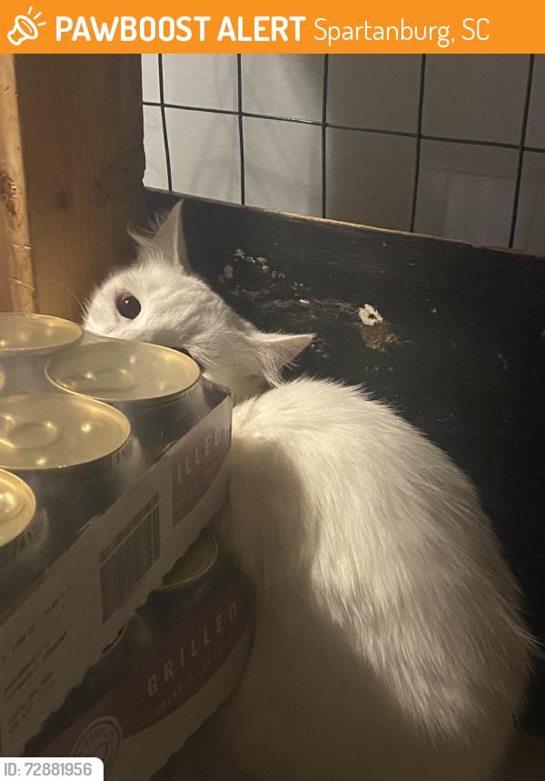 Found/Stray Unknown Cat last seen Huntington Dr, Spartanburg, Spartanburg, SC 29302