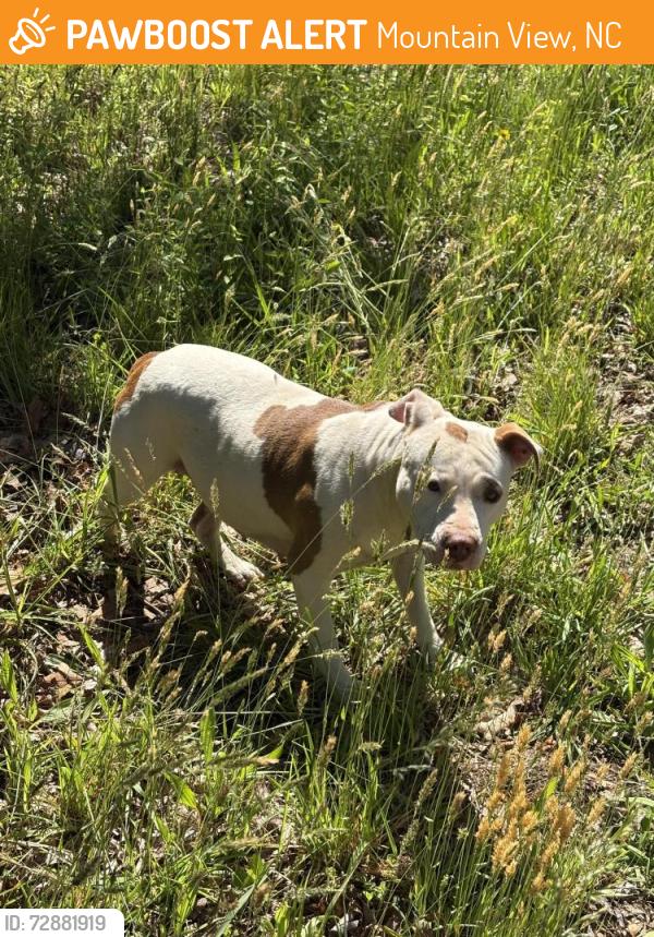 Found/Stray Female Dog last seen Old Shelby Road, Mountain View, NC 28602