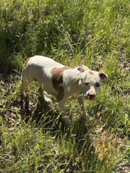 Found/Stray Female Dog last seen Old Shelby Road, Mountain View, NC 28602