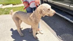 Found/Stray Male Dog last seen Westland dr Knoxville tn, Knoxville, TN 37919