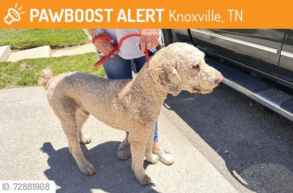 Found/Stray Male Dog last seen Westland dr Knoxville tn, Knoxville, TN 37919