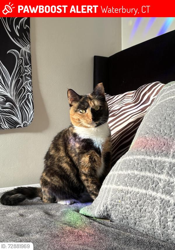 Lost Female Cat last seen Near Shadee Lane, Waterbury, CT 06706